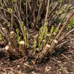 Beskæring af kaprifolium i foråret vil forvandle din busk til et transportbånd med bær beskaering-af-kaprifolium-i-foraaret-vil-forvandle-din-busk-til.png