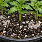 Den værste jord bliver perfekt til tomatplanter efter en simpel tilføjelse den-vaerste-jord-bliver-perfekt-til-tomatplanter-efter-en-simpel.png