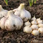 Derfor skal du plante frø nu derfor-skal-du-plante-froe-nu.png