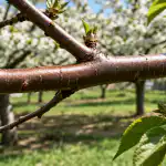 H1: Bladlus på sommerkirsebær forsvinder for altid efter en enkel forårsbehandling h1-bladlus-paa-sommerkirsebaer-forsvinder-for-altid-efter-en-enkel.png