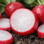 Hemmeligheden bag saftige radiser uden en dråbe bitterhed, selv ved tidlig såning hemmeligheden-bag-saftige-radiser-uden-en-draabe-bitterhed-selv-ved.png