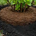 Hemmeligheder om nåletræers fald for eksplosiv buskvækst om foråret hemmeligheder-om-naaletraeers-fald-for-eksplosiv-buskvaekst-om-foraaret.png