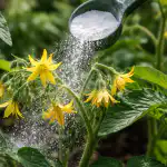 Hvordan et apotekspulver får tomater til at blomstre dobbelt så kraftigt hvordan-et-apotekspulver-faar-tomater-til-at-blomstre-dobbelt-saa.png