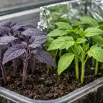 Hvorfor tomatplanter bliver lilla, og hvordan man løser det i løbet af natten hvorfor-tomatplanter-bliver-lilla-og-hvordan-man-loeser-det-i.png