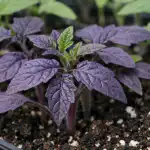 Hvorfor tomatplanter pludselig bliver lilla hvorfor-tomatplanter-pludselig-bliver-lilla.png