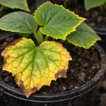 Skjult kaliumgødningsfælde, hvorfor agurkeplanter pludselig bliver gule om foråret skjult-kaliumgoedningsfaelde-hvorfor-agurkeplanter-pludselig-bliver-gule-om-foraaret.png